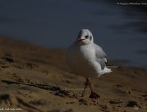 Mouette rieuse