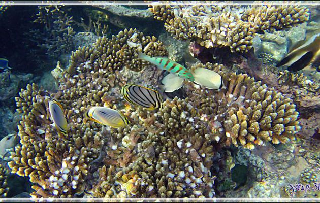 Un clic, un aquarium ! - Snorkeling à Thudufushi - Atoll Ari - Maldives