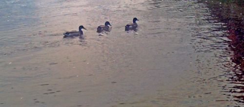 Il n'y a pas que les canards... - There are not only ducks...