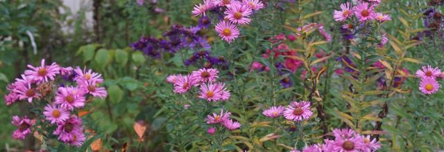 Asters bien sages (2)