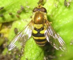 Syrphus ribesii et Syrphus vitripennis