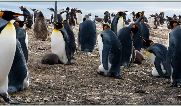  Photo panoramique : Cohabitation entre manchots papous et Manchots royaux - Saunders Island - Falkland Islands, Iles Malouines, Islas Malvinas