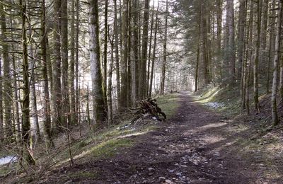 Le 8 mars 2020: En remontant la Mélogne - 1