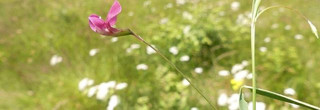Lathyrus nissolia  -  gesse de Nissole*