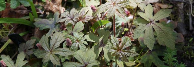 Tiarella