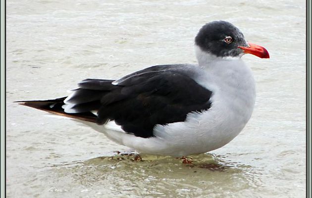 Goéland de Scoresby (Leucophaeus scoresbii) - Saunders Island - Falkland Islands, Iles Malouines, Islas Malvinas