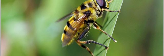 Eristale des Fleurs (1) - Myathropa florea