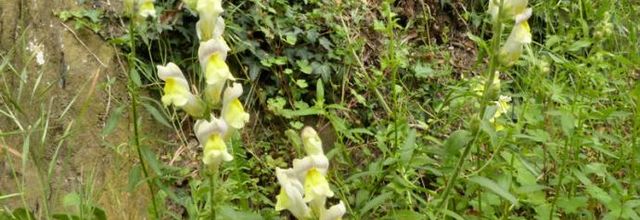 Antirrhinum majus subsp. latifolium  -  muflier à larges feuilles