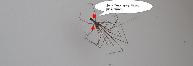 Pas de mutation mais bien un couple d'amoureux...