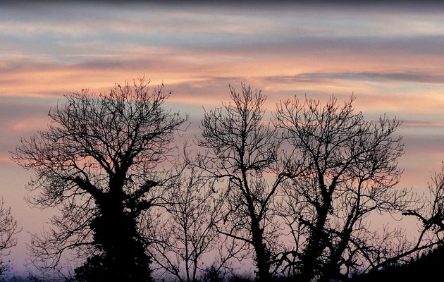 Arbres au couchant