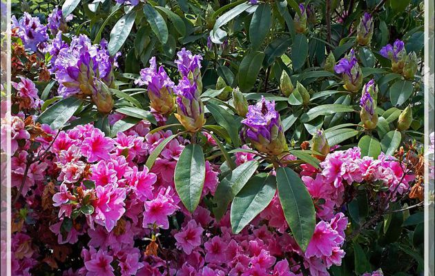 Azalée rose et rhodo parme puis clématite sur fond de montagnes brumeuses - Lartigau - Milhas - 31
