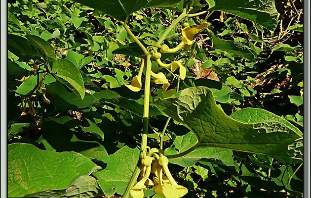 Aristoloche clématite (Aristolochia clematitis) - La Couarde-sur-Mer - Ile de Ré - 17