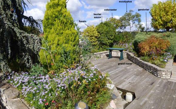 Les arbres et les buissons de ma terrasse (3)