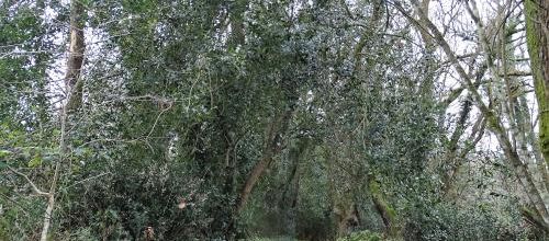 Prendre le Chemin de Georges Cadoudal vers la Ria d'Etel ( le chemin)