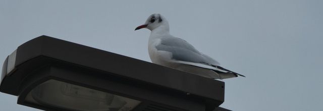 Une balade autour du Lac de VIEUX BOUCAU (40), le 11 décembre....