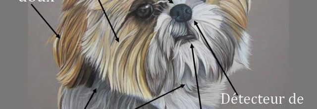 Anatomie et caractère du Shih Tzu 
