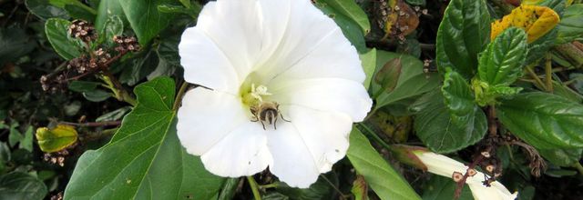 mouche éristale tenax femelle