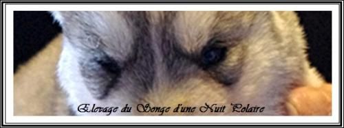 Portées de Féanor et de Fanouk (18 février 2014)