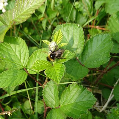 Au jardin et ailleurs