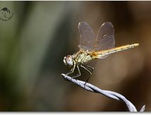 Sympetrum fonscolombii femelle