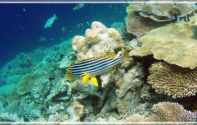 Diagramme ou gaterin oriental, Indian ocean oriental sweetlips (Plectorhinchus vittatus) - Snorkeling à Athuruga - Atoll d'Ari - Maldives