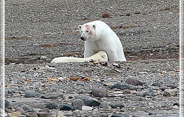 L'ourson tète sa mère pendant un bon moment, puis attaque un reste de carcasse de béluga - Guillemard Bay - Prince of Wales Island - Nunavut - Canada