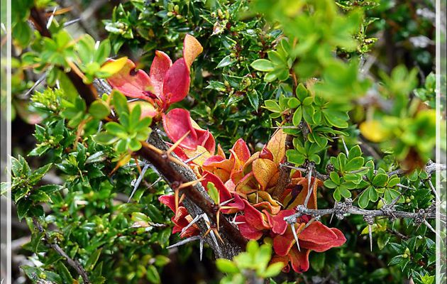 Rouille du calafate, Balai de sorcière (Aecidium magellanicum) - Peninsula de Magallanes - Patagonie - Argentine
