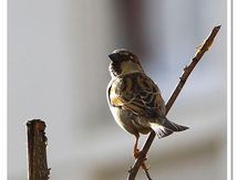 Moineau domestique mâle - Passer domesticus