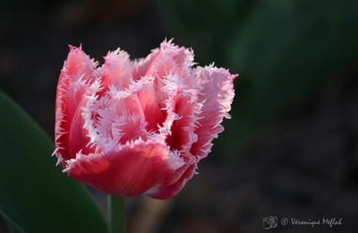 Parc Floral de Paris : tulipe frangee "Queens land" rose et blanc