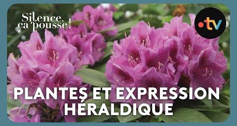 Silence, ça pousse.