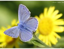 Azuré commun ( Polyommatus icarus) - Lycaenidae