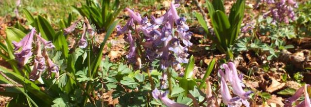 Corydalis solida  -  corydale à bulbe plein