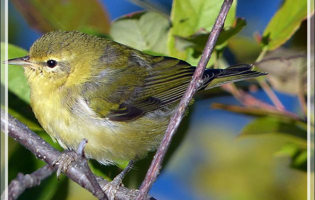 Oiseau inconnu (Paruline ?) - Baie-Saint-Paul - Charlevoix - Québec - Canada