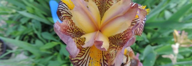 fleurs et bébète dans le jardin