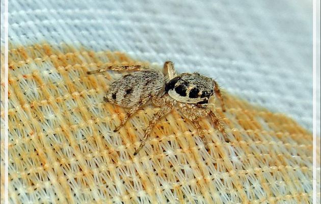 Araignée Saltique arlequin ou chevronnée (Salticus scenicus) - La Couarde-sur-Mer - Ile de Ré - 17