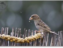 Moineau domestique femelle - Passer domesticus