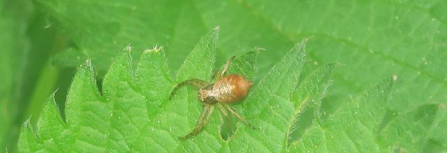 Tmarus 