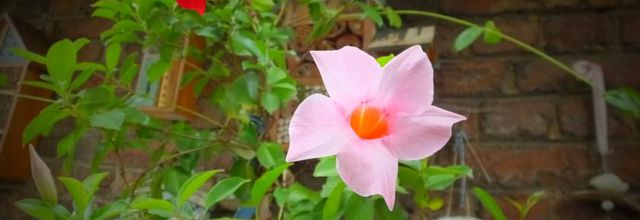 Mon petit jardin
