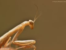 Mantis religiosa forme brune immature - Mante religieuse 