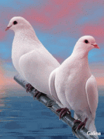 Colombe, coucouroucoucou