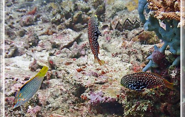 Labre échiquier, Checkerboard wrasse (Halichoeres hortulanus) et deux possibles Labres vermiculés ou léopards (Macropharyngodon bipartitus bip.) - Tétons - Tsarabanjina - Nosy Mitsio - Madagascar