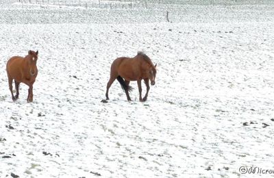 Chevaux au pré dans la neige.