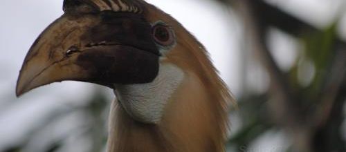 {au CERZA (2)} Les Oiseaux