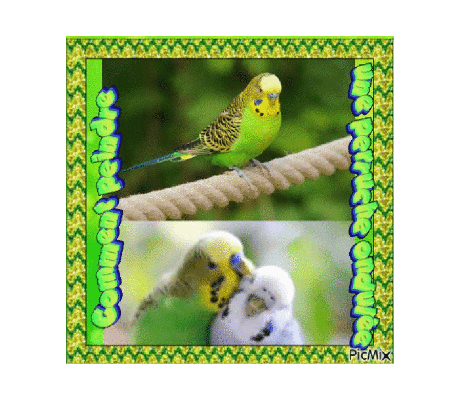 Dessin et peinture - vidéo 4530 : Comment dessiner puis peindre une Perruche ondulée 2/2 ? - encre et aquarelle.