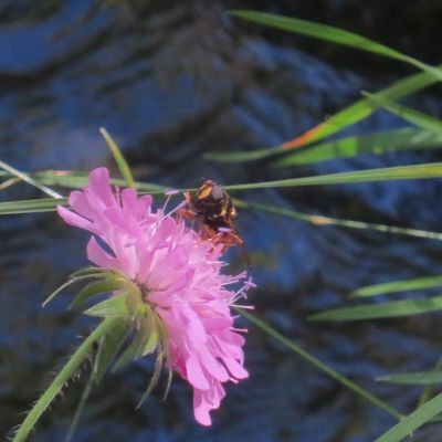 Extraits du livre « Le singe et la fleur de lotus » De JINPA SHERAB (l'Harmonie)