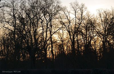 Coucher de soleil en forêt de Rambouillet