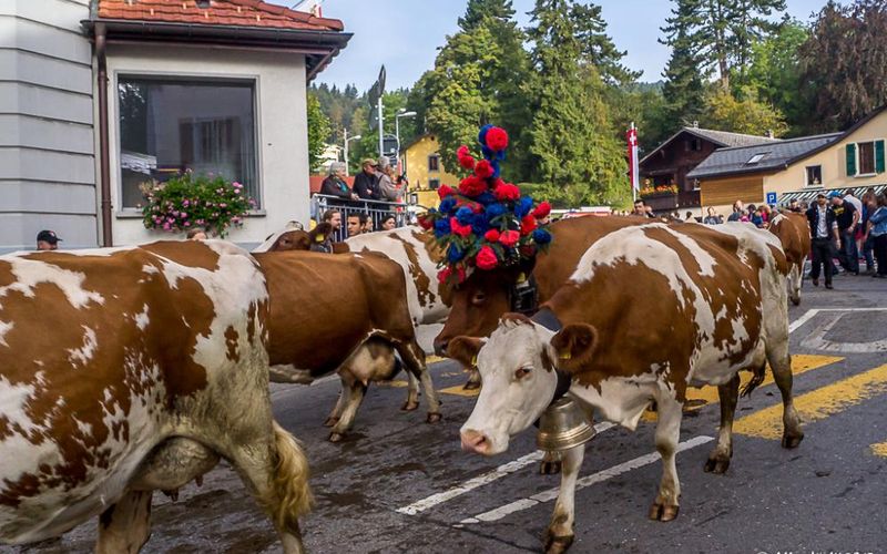 St Cergues - (CH)  La désalpe - 3