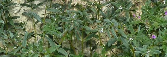 Buglossoides arvensis    -  grémil des champs