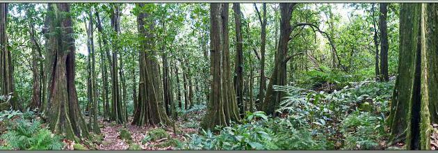Vue panoramique sur la forêt de Châtaigniers tahitiens, Mape (Inocarpus fagifer) - Autour du Belvédère - Moorea - Polynésie française