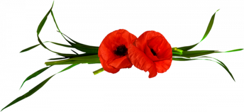 Coquelicot